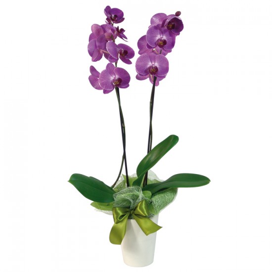 Орхидеи имеют разные температурные требования